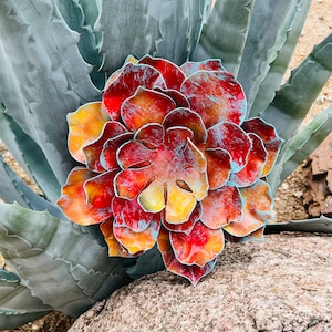 Handcrafted Metal Echeveria Wall Art: Rustic Hand Painted Succulent Decor