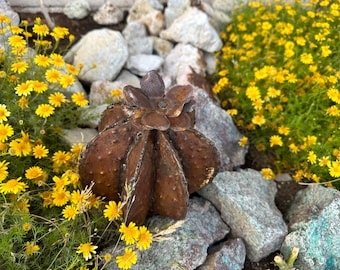 May include: A weathered, metal cactus sculpture with a flower-like top, surrounded by yellow flowers and gray rocks. The sculpture has a textured, rusty brown finish, adding a rustic charm to the outdoor setting.