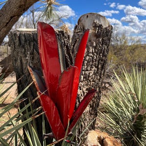 Handcrafted Metal Agave Plant: Rustic Arizona Desert Yard Art
