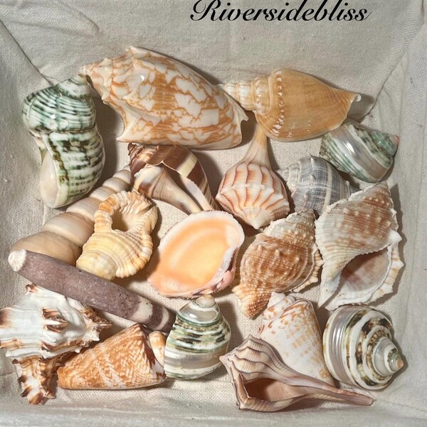 Large Assorted Ocean Shells Lot: Triton, Whelk, Conch, Murex, Turban