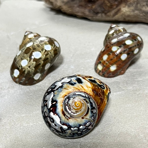 Turbo Shells! Polished Set of 3! These are the Three You Will Receive! Please See Description for Details!