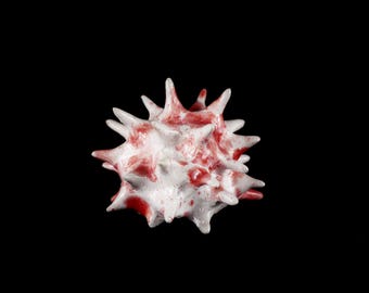 Handmade Ceramic Sea Urchin Sculpture: Spiky White & Ivory with Red Details.