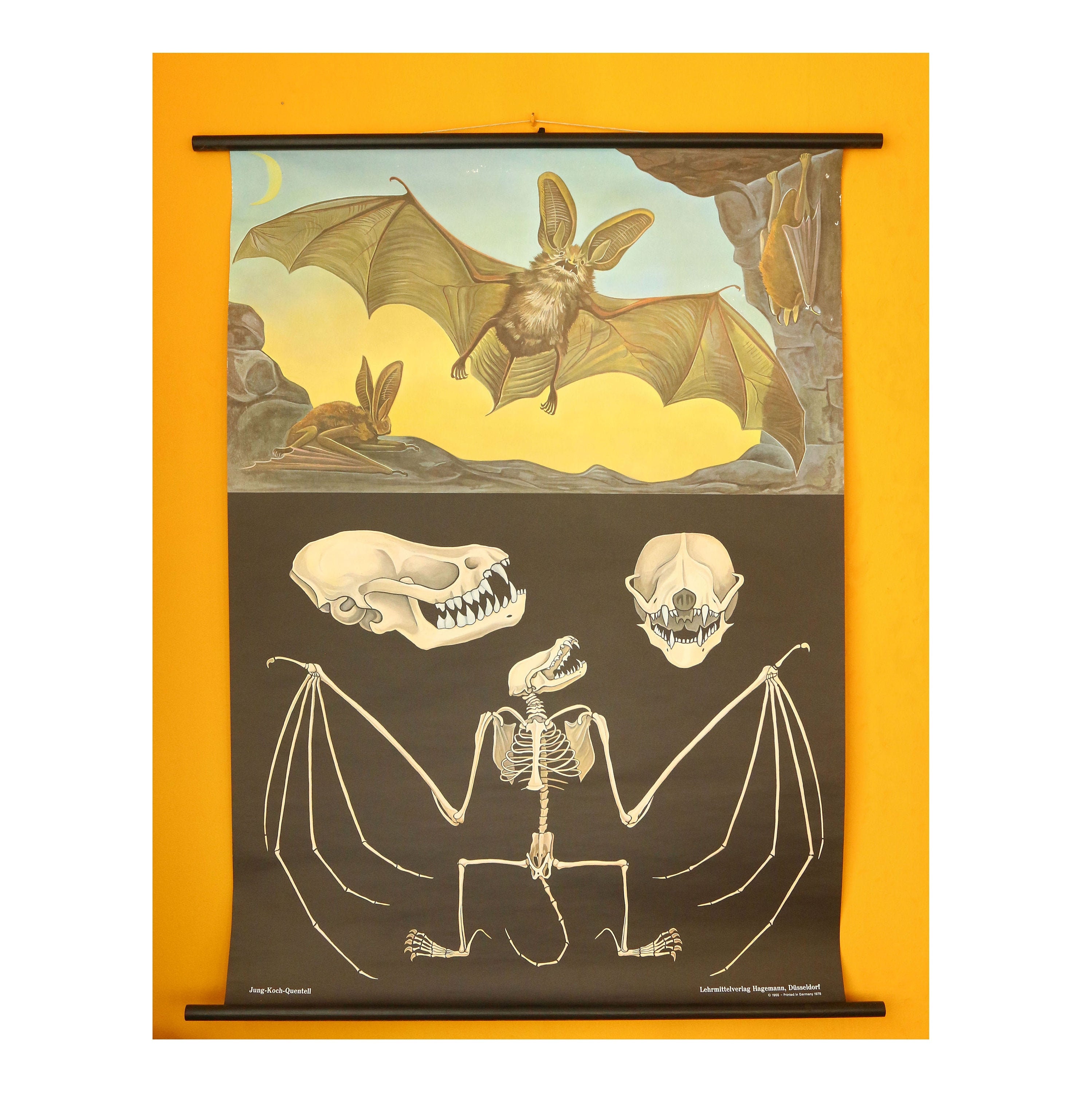 Vintage School Poster - Bat - Anatomy -1978 - Etsy UK