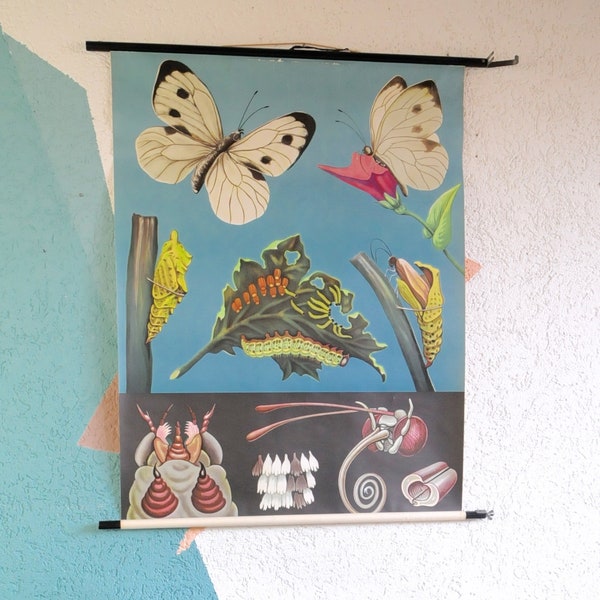 Tableau Mural Éducatif Hérisson Par Jung, Koch, & Quentell Pour Hagemann 1960s