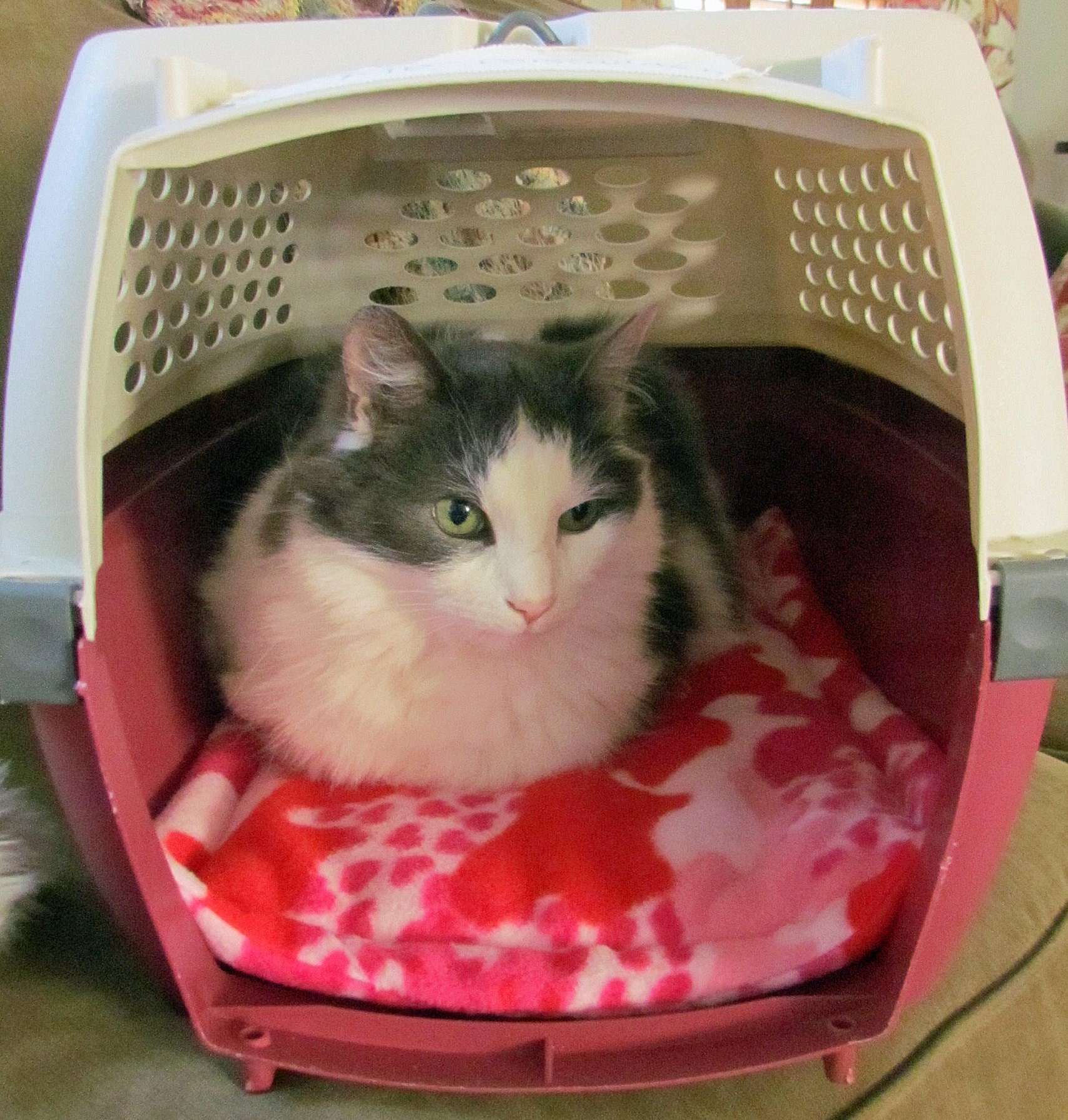 Crate mat crate liner cat carrier mat cat mat washable Etsy