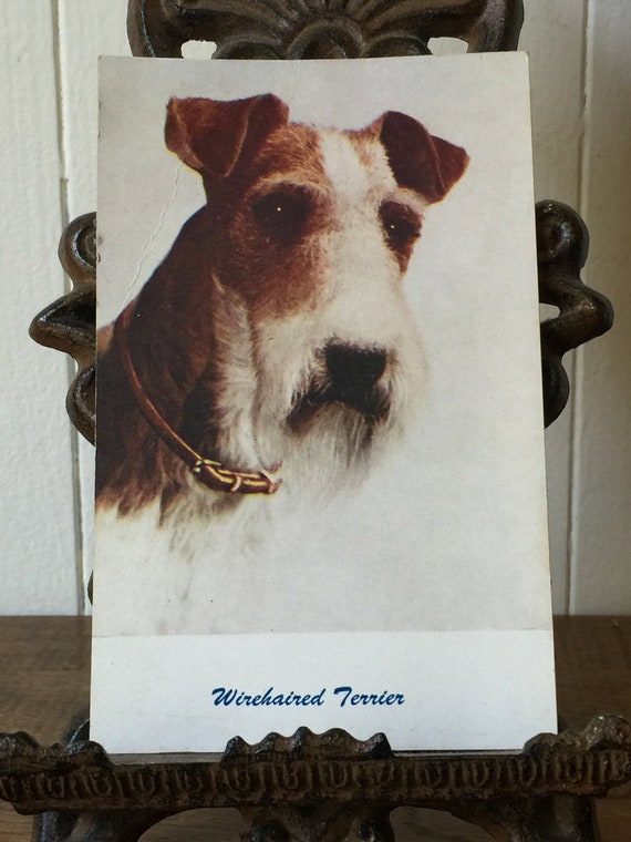 Wirehaired Terrier Vintage Wirehaired Terrier Postcard Etsy