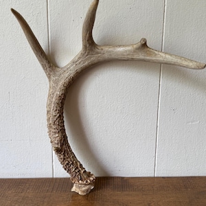 Vintage Deer Antler: Natural Rustic Cabin Decor (11.5 inch)