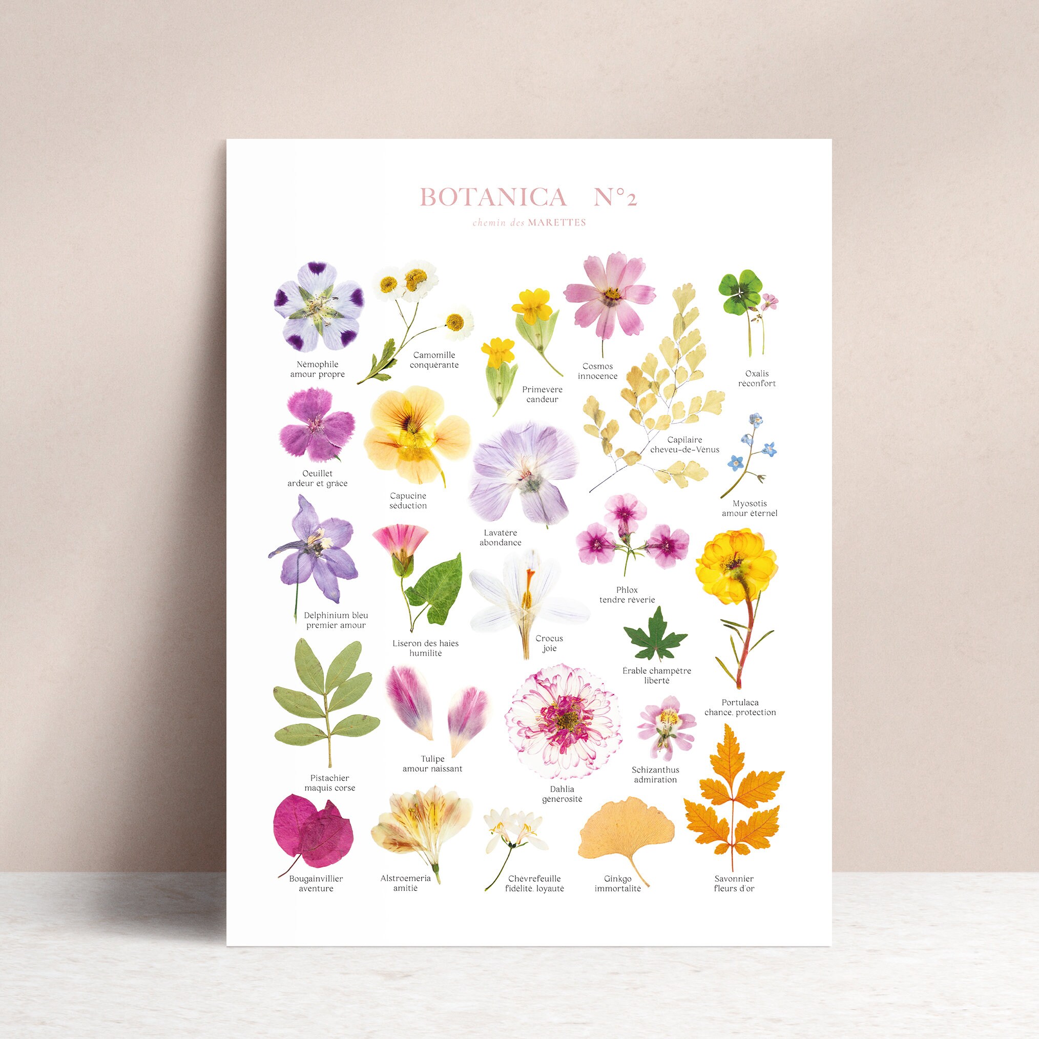Affiche Botanica 2// Affiche Botanique Fine Art A3 - Reproduction/Herbier Fleurie