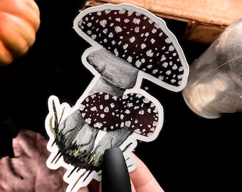 Poison Mushroom Amanita Sticker | dark decor | witchy decor | dark art | cottagecore | halloween | spooky sticker | witchy sticker | fungi