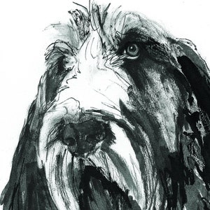 Carte Spinone italienne, Spinone Italiano