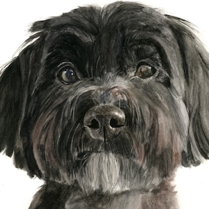 Carte bichon havanais