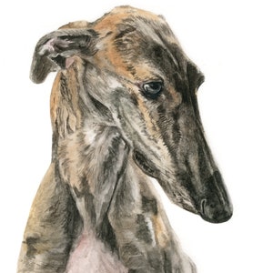 Carte galgo bringé, carte lévrier, lévriers