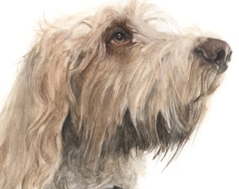 Spinone greetings card, Spinone Italiano