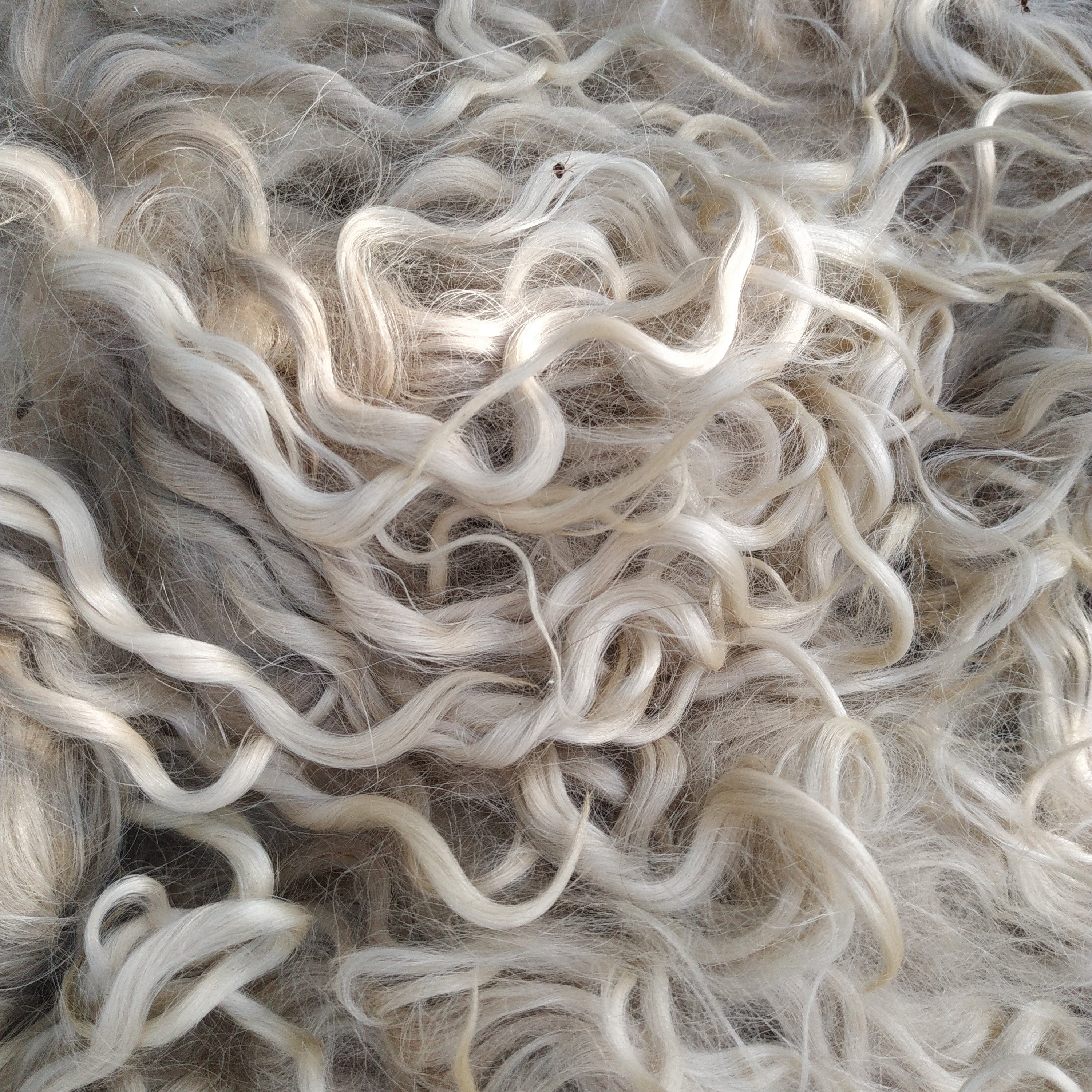Raw white mohair fleece 3.5 oz 100 gr. Angora wool fiber for Etsy