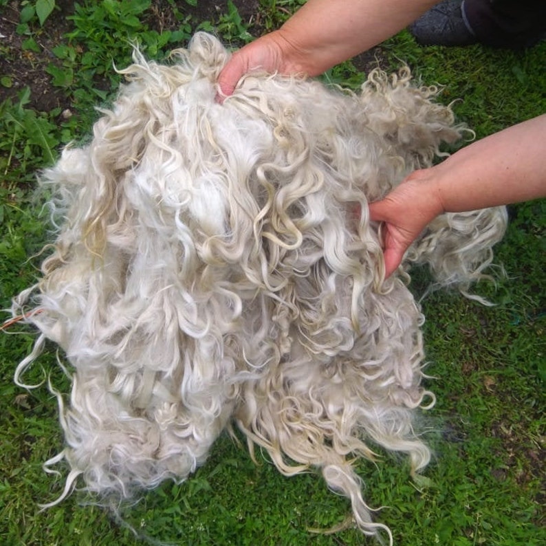 Raw wool angora goat 3.5 oz Mohair fleece raw Angora mohair Etsy