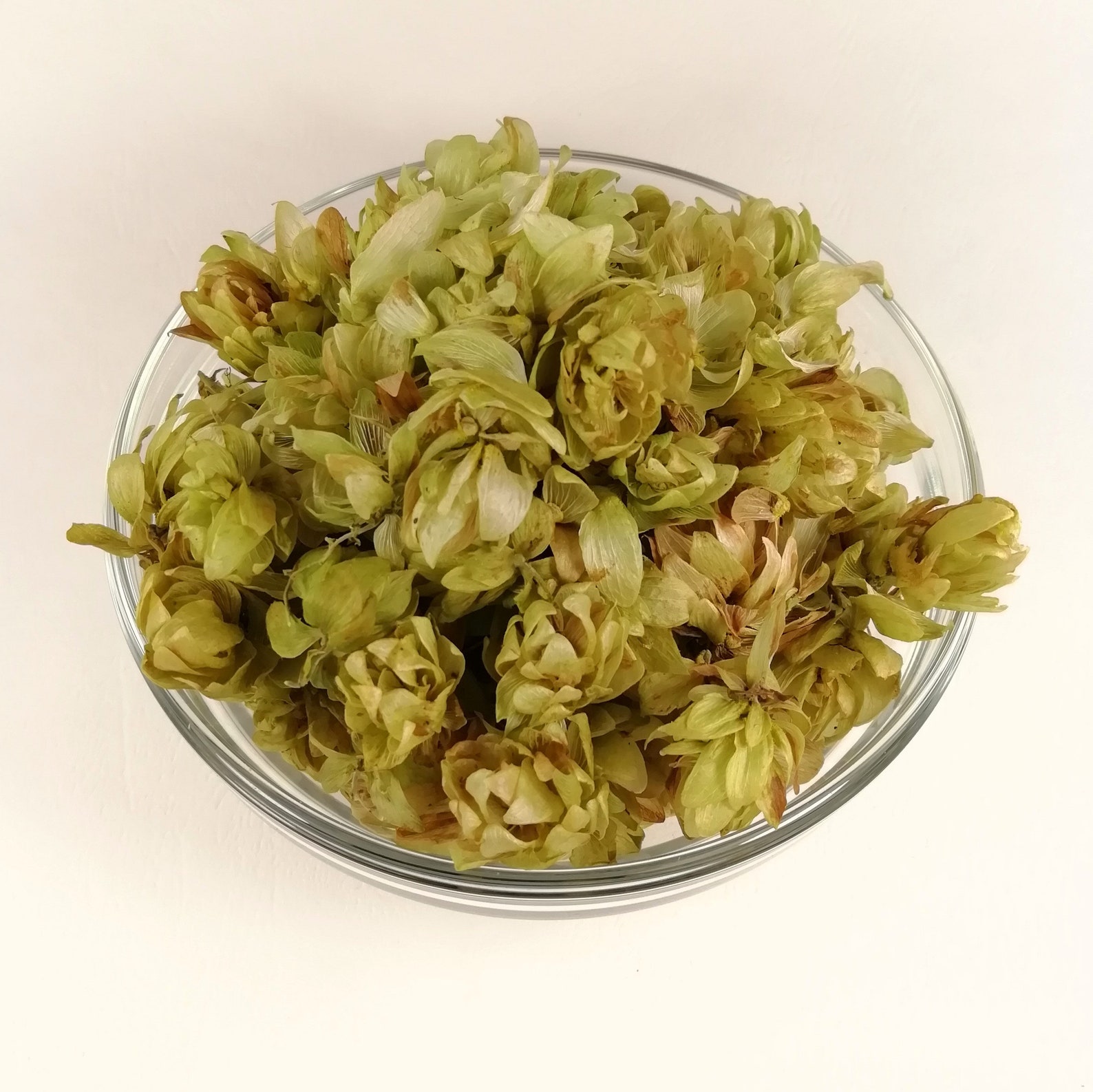 Hops Flowers Organic Wild Hops 2oz Dried ORGANIC Hops Etsy
