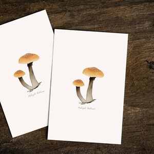 May include: Two white cards with illustrations of mushrooms. The mushrooms are brown and white with a light brown stem. The text "Mycena Galopus" is printed on each card.