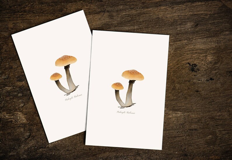 May include: Two white cards with illustrations of mushrooms. The mushrooms are brown and white with a light brown stem. The text "Mycena Galopus" is printed on each card.