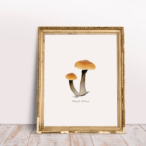 May include: A framed print of a watercolor illustration of two mushrooms with brown stems and tan caps. The text "Paxillus Involutus" is printed below the mushrooms.