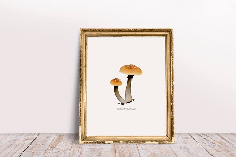 May include: A framed print of a watercolor illustration of two mushrooms with brown stems and tan caps. The text "Paxillus Involutus" is printed below the mushrooms.