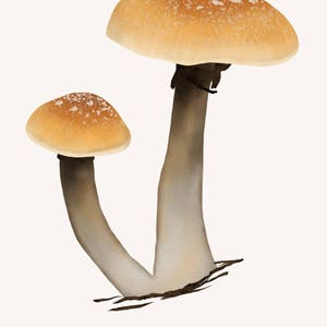 May include: Two brown mushrooms with white spots on the caps. The larger mushroom is taller than the smaller mushroom. The mushrooms are growing from the ground. The text "Psilocybe Cubensis" is written below the mushrooms.