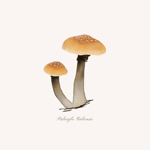 May include: Two brown mushrooms with white stems, labeled "Psilocybe Cubensis".