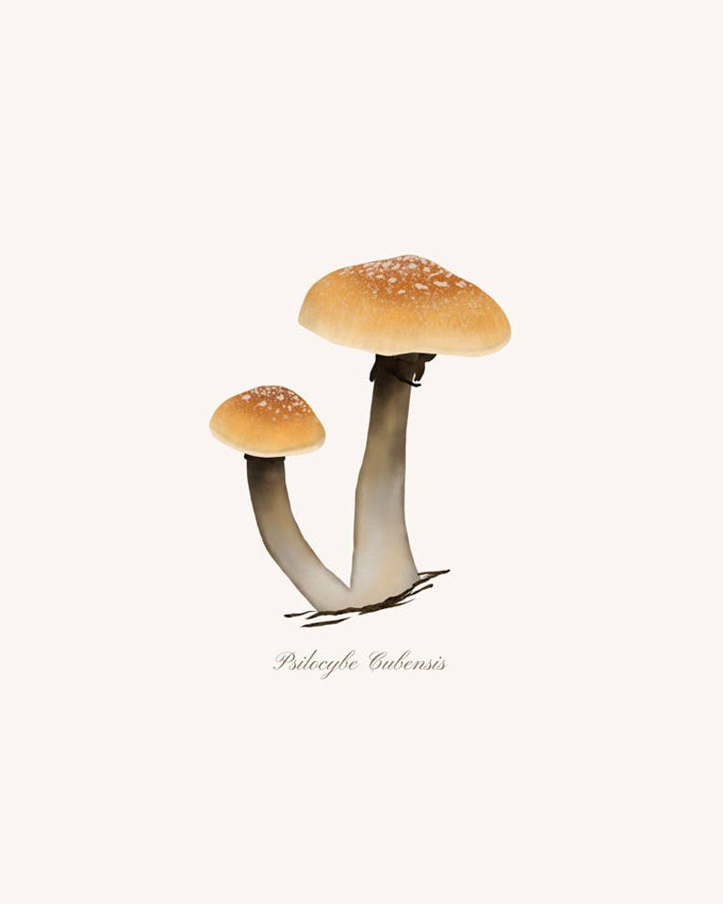 May include: Two brown mushrooms with white stems, labeled "Psilocybe Cubensis".