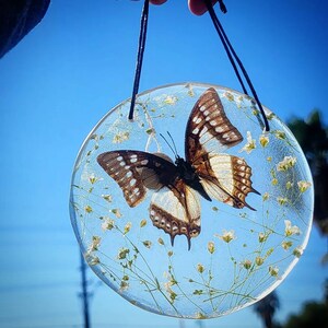 Real butterfly suncatcher