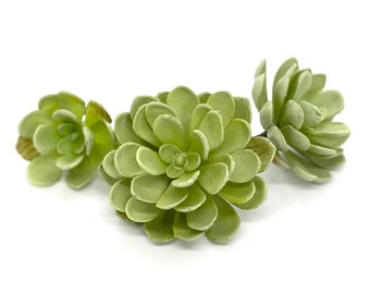 1.75" 2.5" 3" Light Green Artificial Succulent Light Green Succulent Fake Succulent Decor Hen and Chick Succulent Plant Mint Succulent