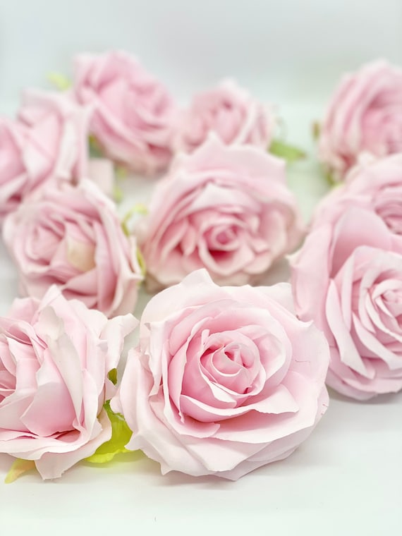 Pale Pink Rose Background Images  Browse 36066 Stock Photos Vectors and  Video  Adobe Stock