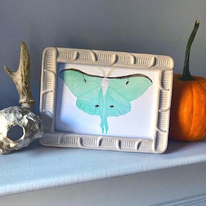 Luna Moth Watercolor Print, 5x7 moth print, Moth Artwork, Luna Moth Painting