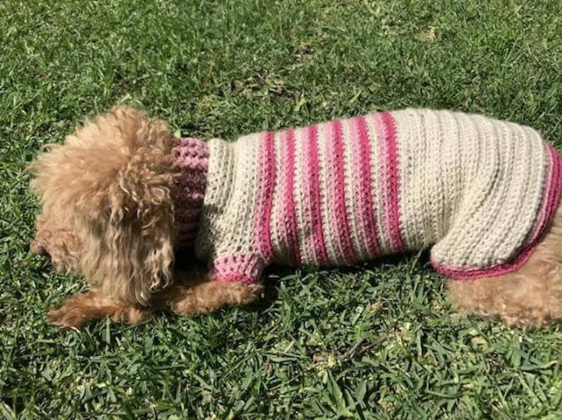 Varsity Doggie Jumper | Etsy