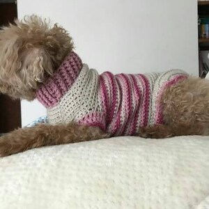 Varsity Doggie Jumper image 5