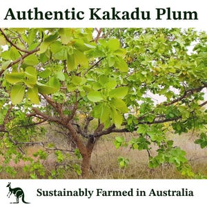 Organic Vitamin C Serum: Organic Kakadu Plum Oil bild 6