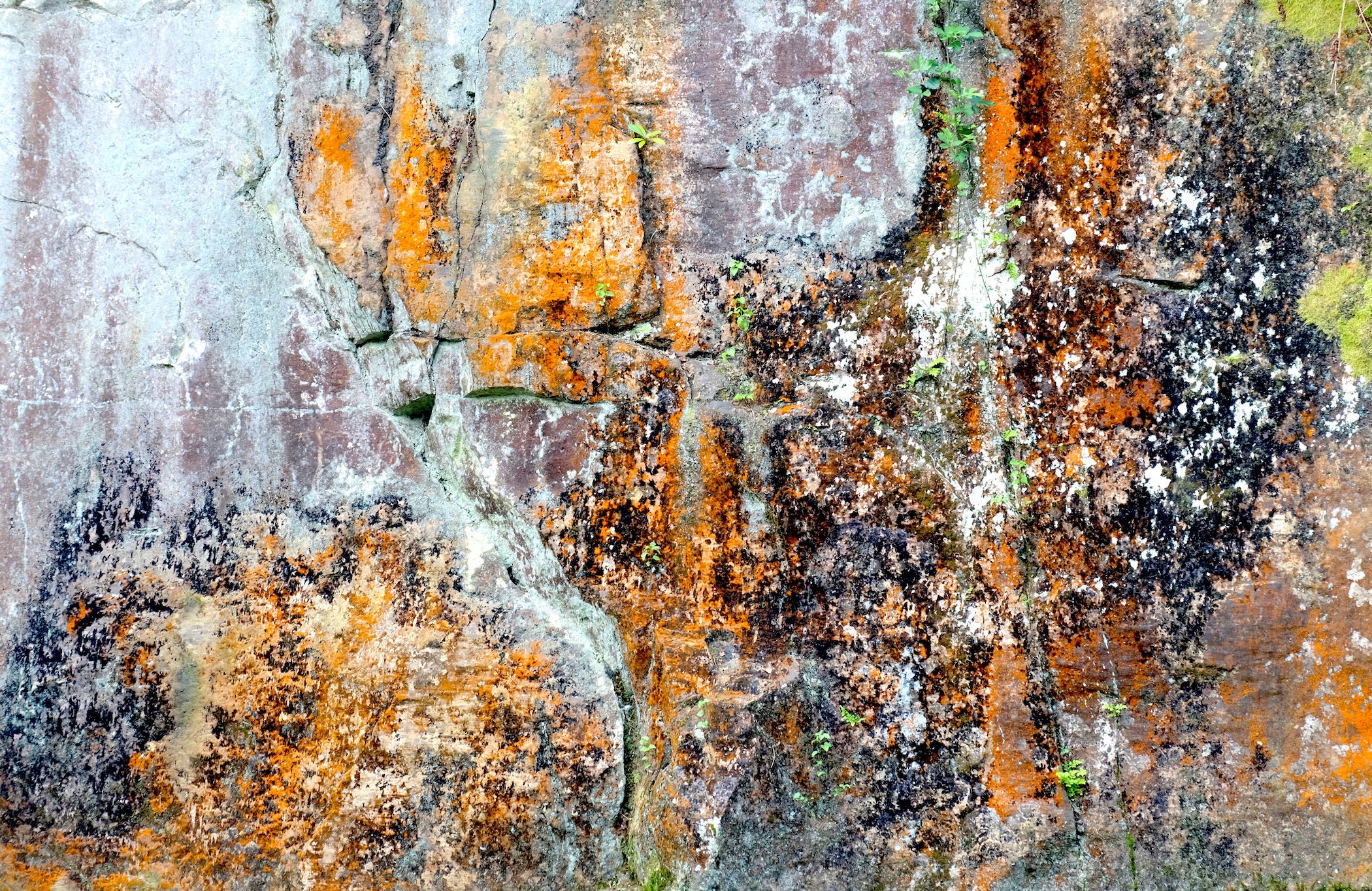 Lichen Wall Art by ‘marginal images’. | Etsy