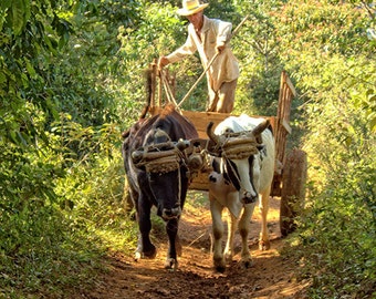 Viñales Farmer