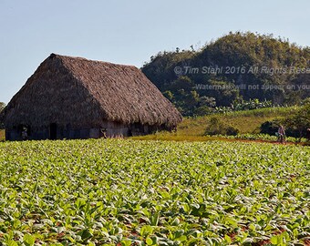 Viñales Tobacco Farm