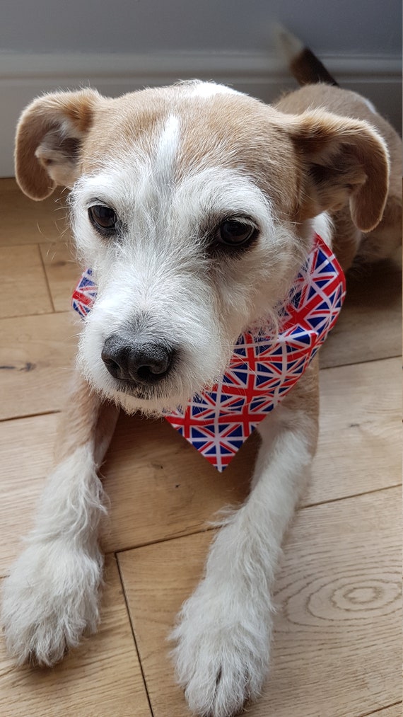 union jack dog bow tie