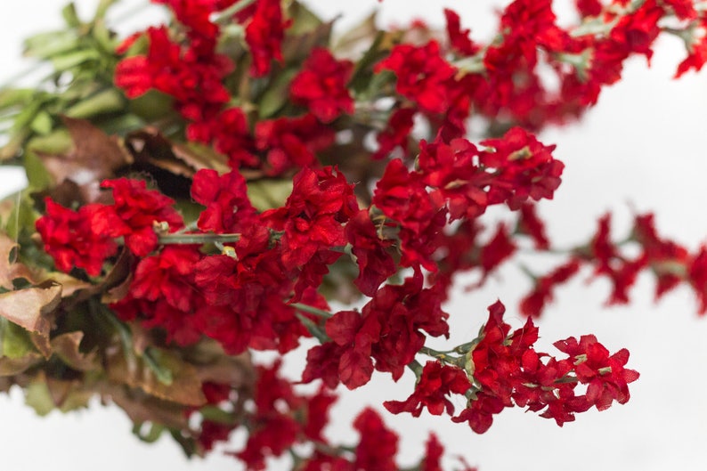 1/2/3/6/12 pcs 25.5 Red Larkspur Bush 7 Stems Etsy
