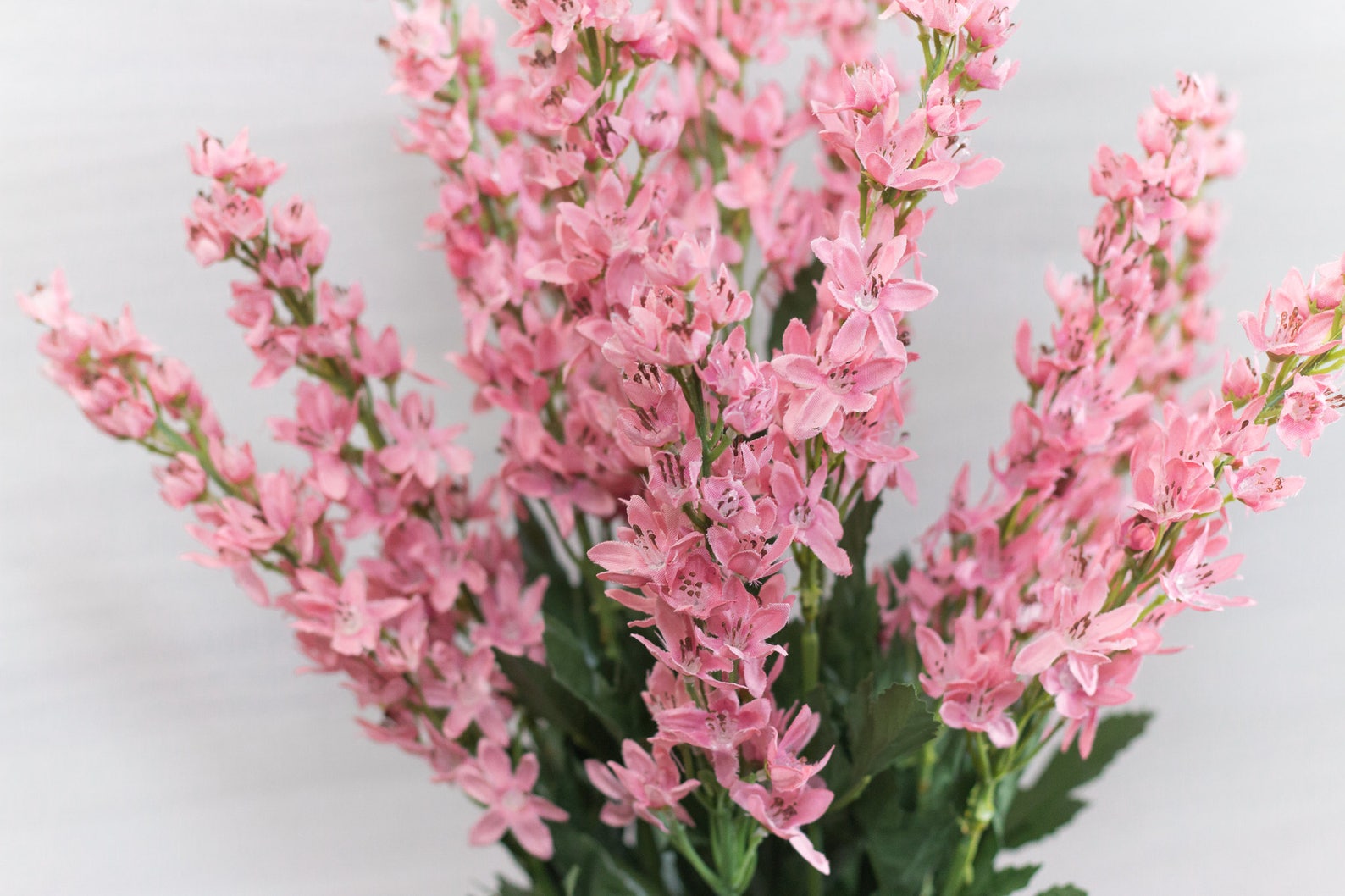 3/6/12/24 pcs 22 Light Pink Larkspur Delphinium Bush Etsy