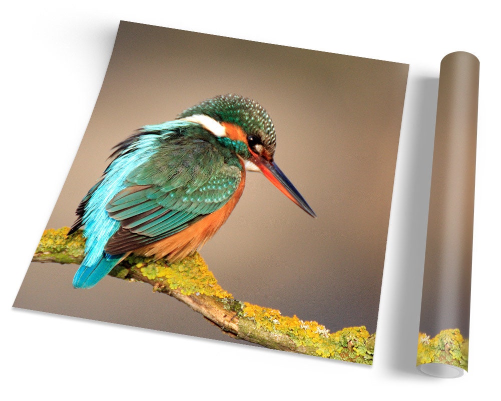 絵画J・HOOK KINGFISHER IN AN EXOTTC GARDEN Kingfisher Bird Wildlife Turquoise FRAMED ART PRINT Picture
