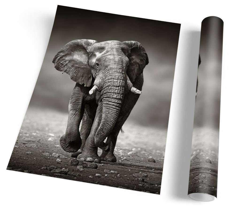 Elephant Wildlife Black & White FRAMED ART PRINT Picture Etsy