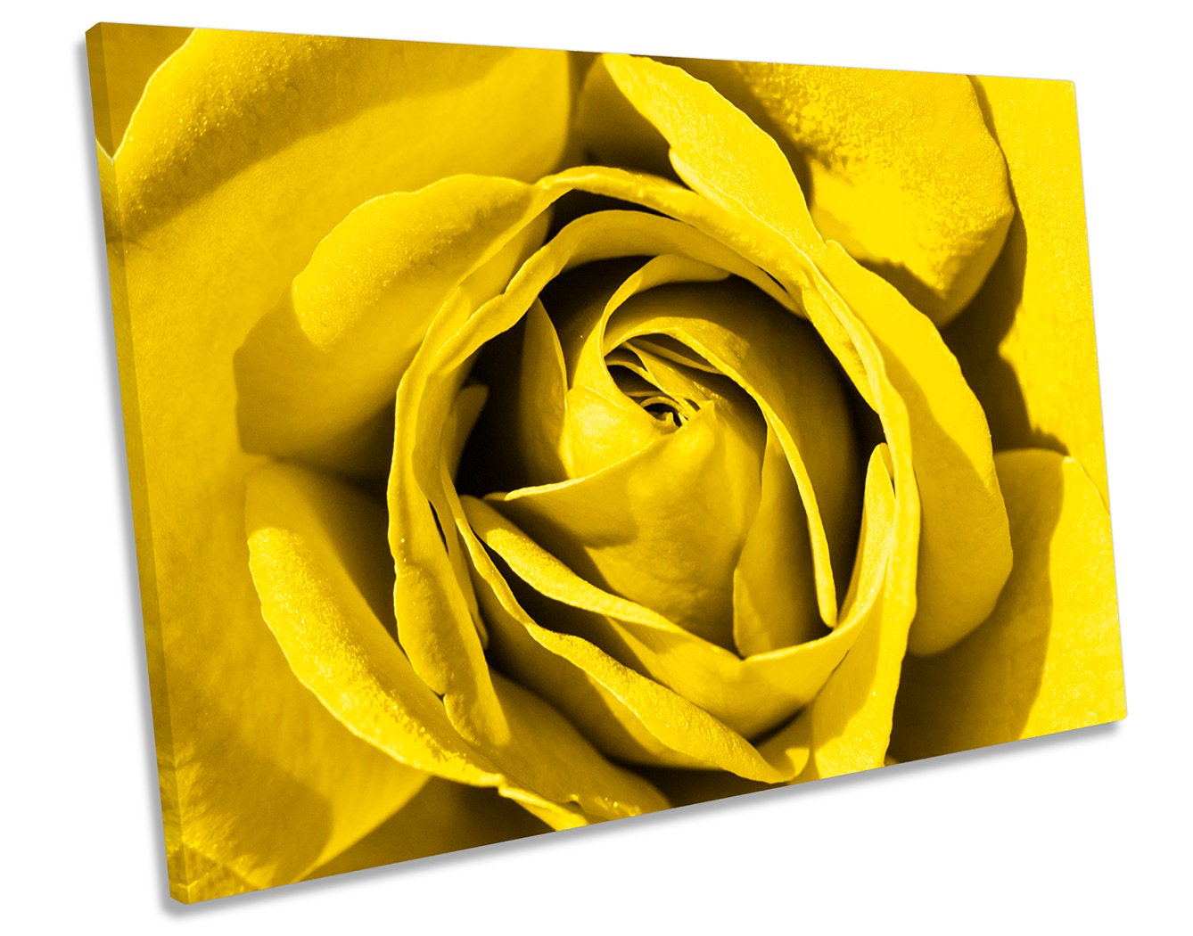 Flower Rose Closeup Floral Yellow CANVAS WALL ART Box Framed Etsy