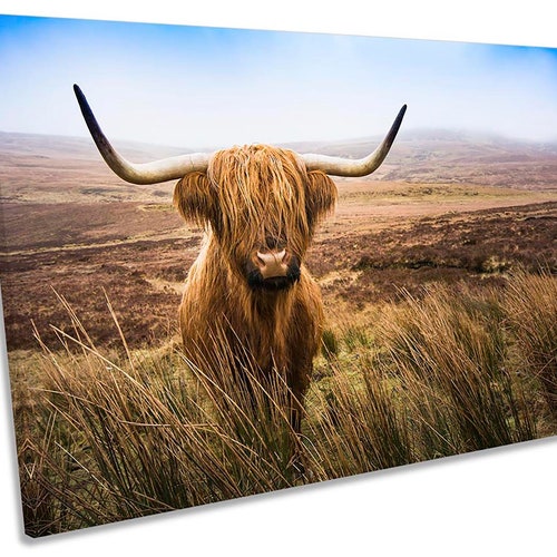 Scottish Highland Cow CANVAS WALL ART Picture Print Etsy UK