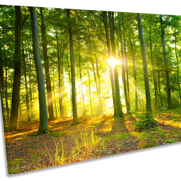 Sunlight Forest Trees Sunset Boxed Framed CANVAS WALL ART Picture Print