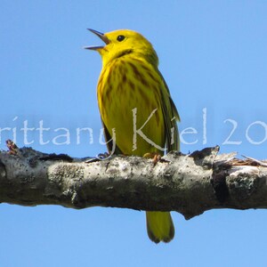 Yellow Warbler in the Spotlight