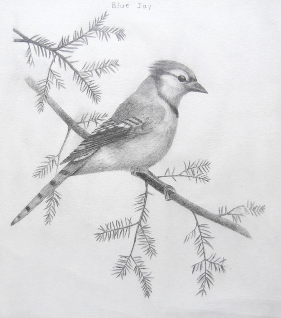 Blue Jay Standing on Tree Branch Original Graphite Drawing | Etsy