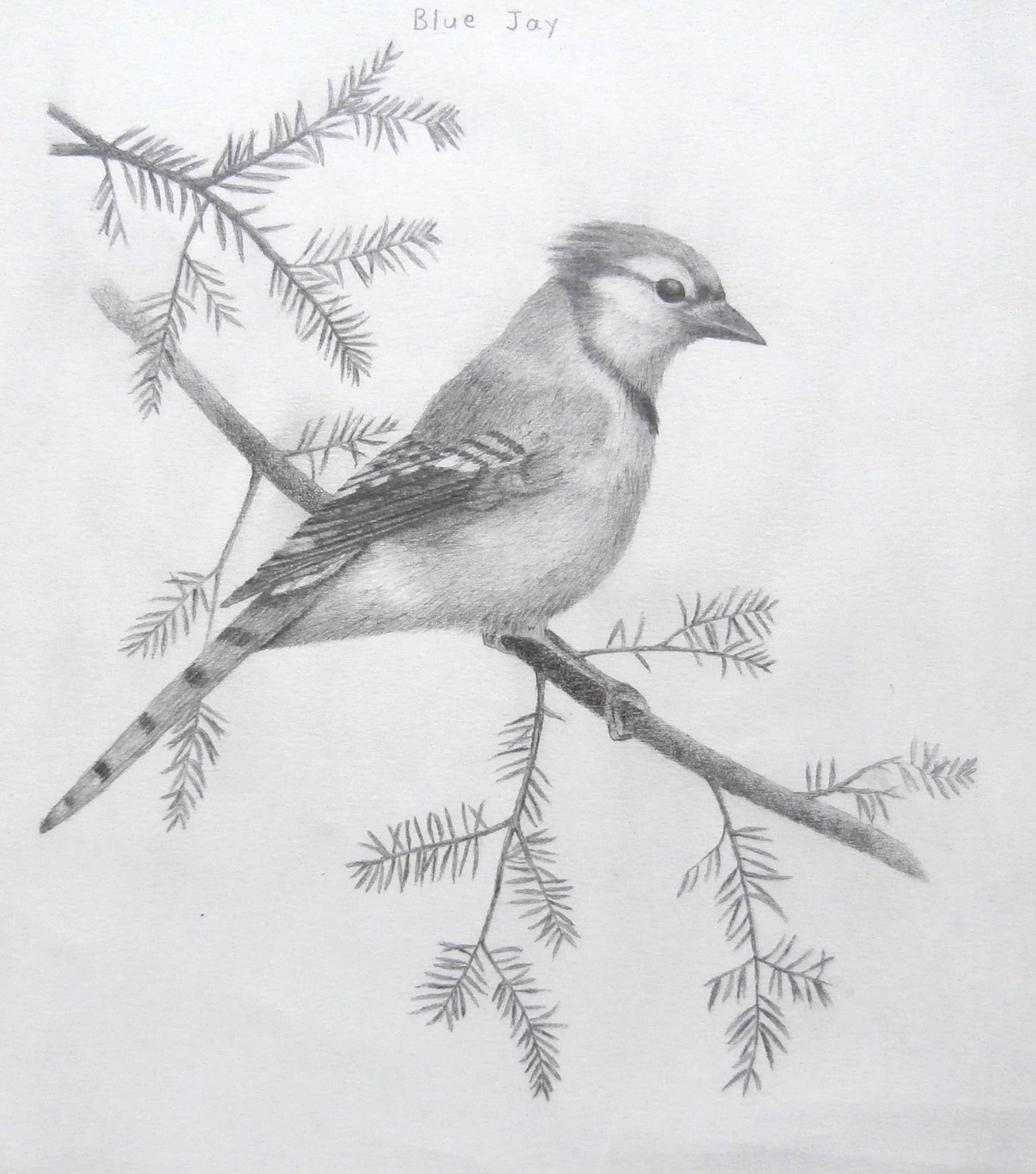 Blue Jay Standing On Tree Branch Original Graphite Drawing Etsy