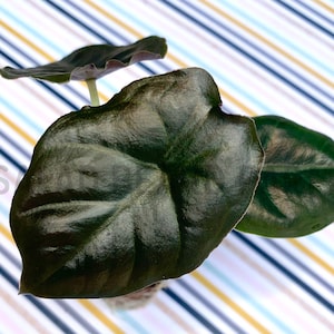 Alocasia infernalis ‘Kapit’ AKA &#39;Black Panther&#39; starter plant