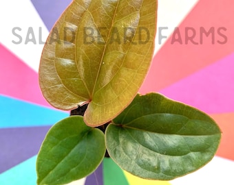 Radicans x luxurians starter plant